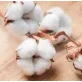 TOUTENTISSUS.CO