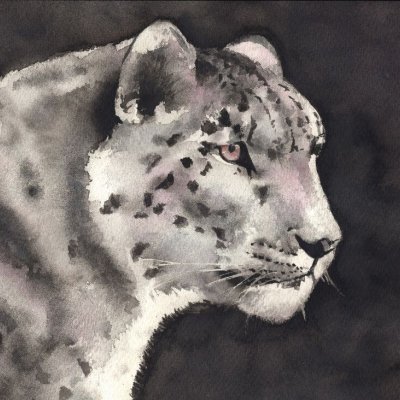 9 Panthère des neiges Aquarelle Faustine